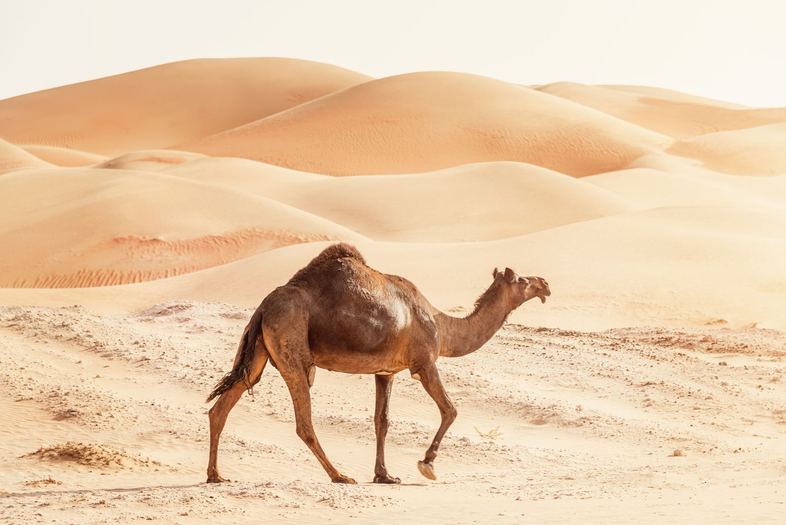 Empty Quarter camels