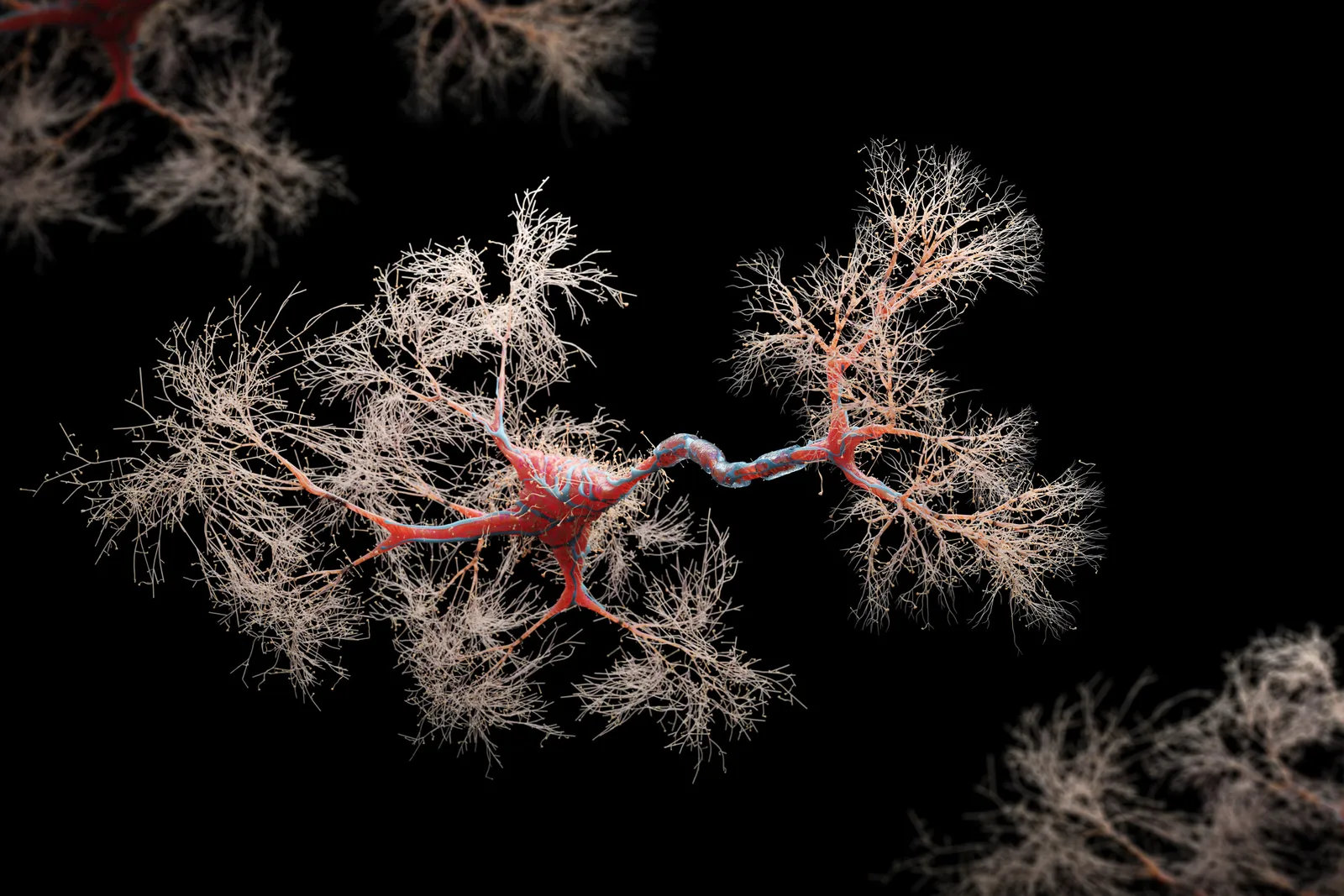 An image of a neural cell, colored red, is seen on a black background.